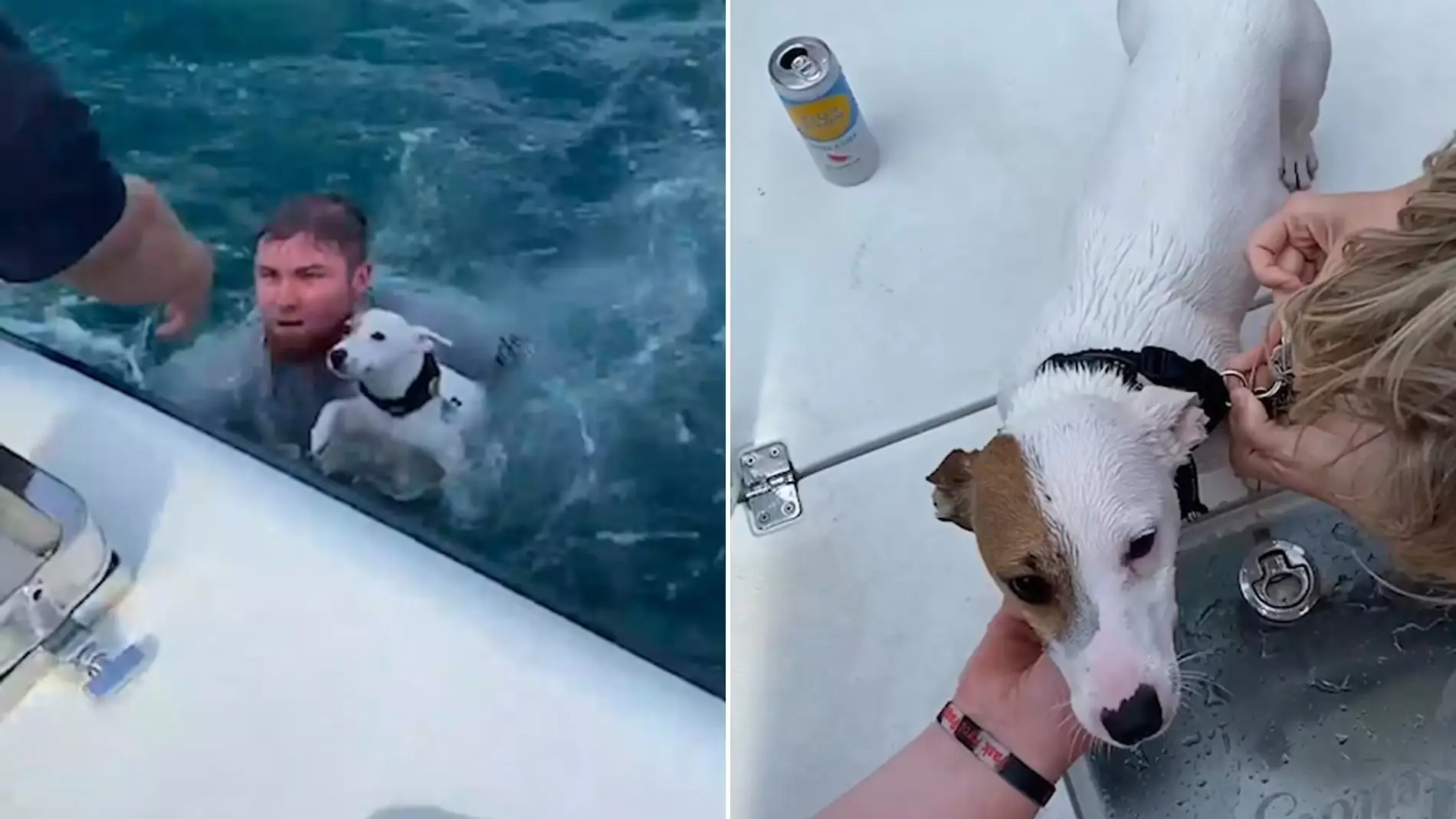 Un perro rescatado en el océano