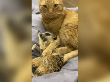 La adorable amistad entre un gato y dos suricatos que está conquistando a todos