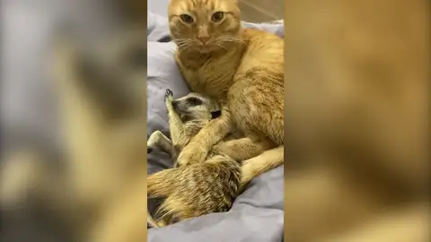 La adorable amistad entre un gato y dos suricatos que está conquistando a todos La adorable amistad entre un gato y dos suricatos que está conquistando a todos