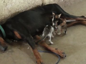 Adorable perra doberman adopta tres gatitos huérfanos