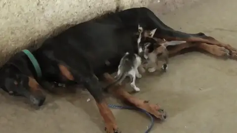 Adorable perra doberman adopta tres gatitos huérfanos VÍDEO: Adorable perra doberman adopta tres gatitos huérfanos