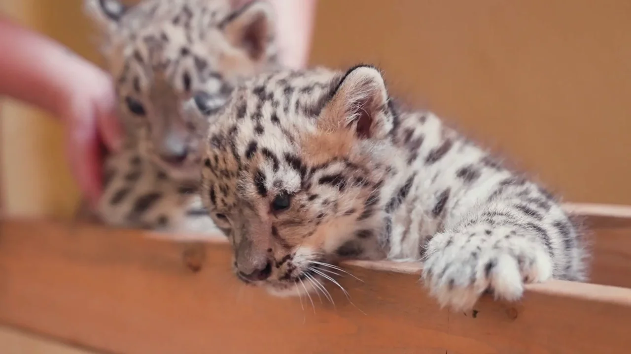 Este adorable v&iacute;deo de dos descarados cachorros de leopardo de las nieves derretir&aacute; tu coraz&oacute;n