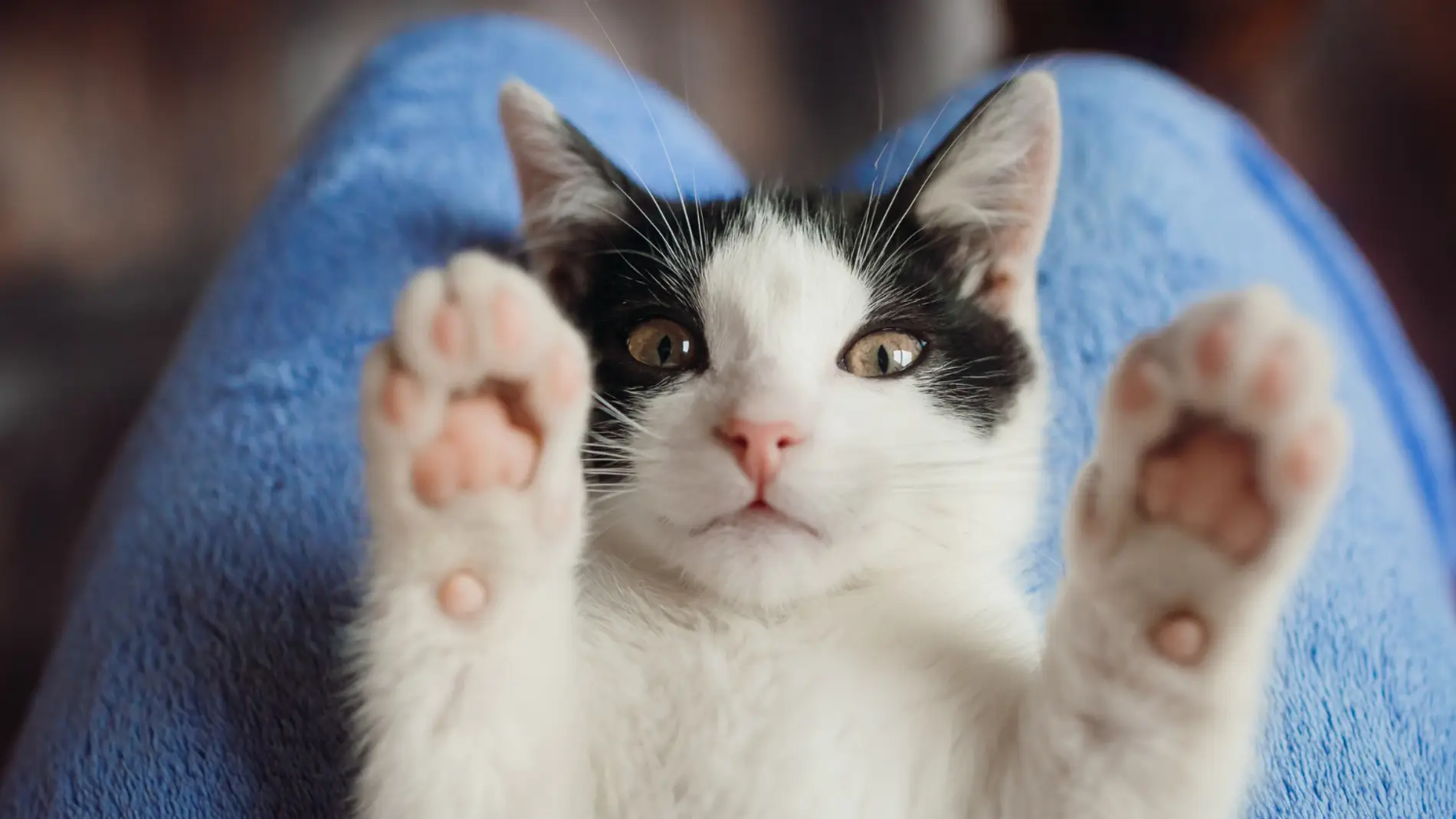 "¡Oh, mira qué original! ¡Un gato en Twitch!"