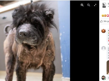 La dejaron abandonada para que muriera pero fue rescatada y ha comenzado su recuperaci&oacute;n
