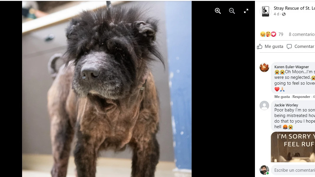 La dejaron abandonada para que muriera pero fue rescatada y ha comenzado su recuperaci&oacute;n