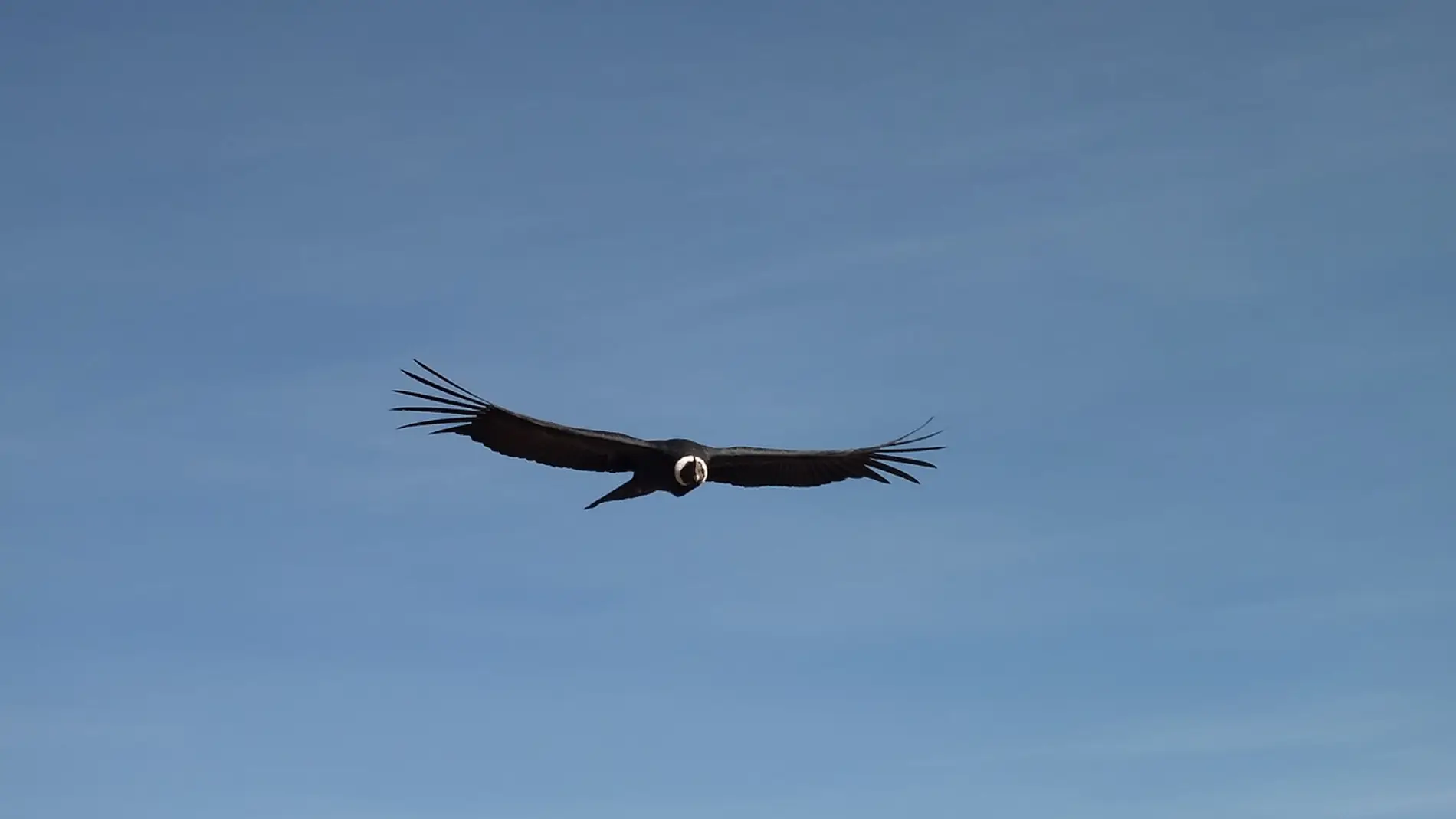 Cóndor volando