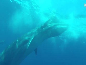 Graban una ballena gigante apareciendo de la nada y devorando un enorme banco de peces