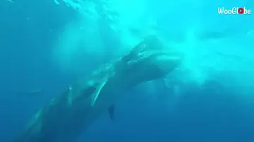 Graban una ballena gigante apareciendo de la nada y devorando un enorme banco de peces