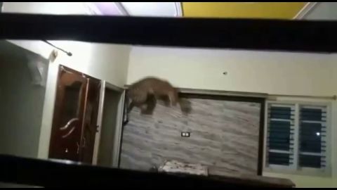 El dramático momento en que un leopardo salvaje atrapado en una casa ataca a los guardabosques