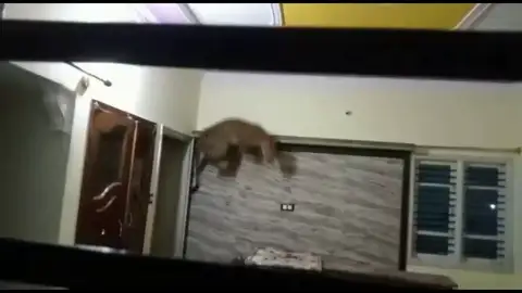 El dramático momento en que un leopardo salvaje atrapado en una casa ataca a los guardabosques El dramático momento en que un leopardo salvaje atrapado en una casa ataca a los guardabosques