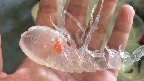 ¿Qué es esta extraña criatura marina?