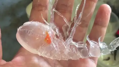 ¿Qué es esta extraña criatura marina? ¿Qué es esta extraña criatura marina?