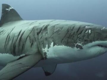El impactante vídeo del tiburón blanco "más herido del mundo”