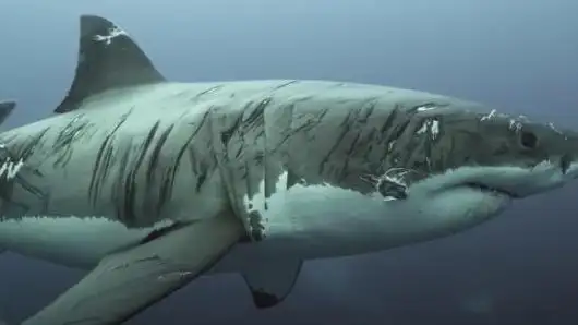 El impactante vídeo del tiburón blanco &quot;más herido del mundo”