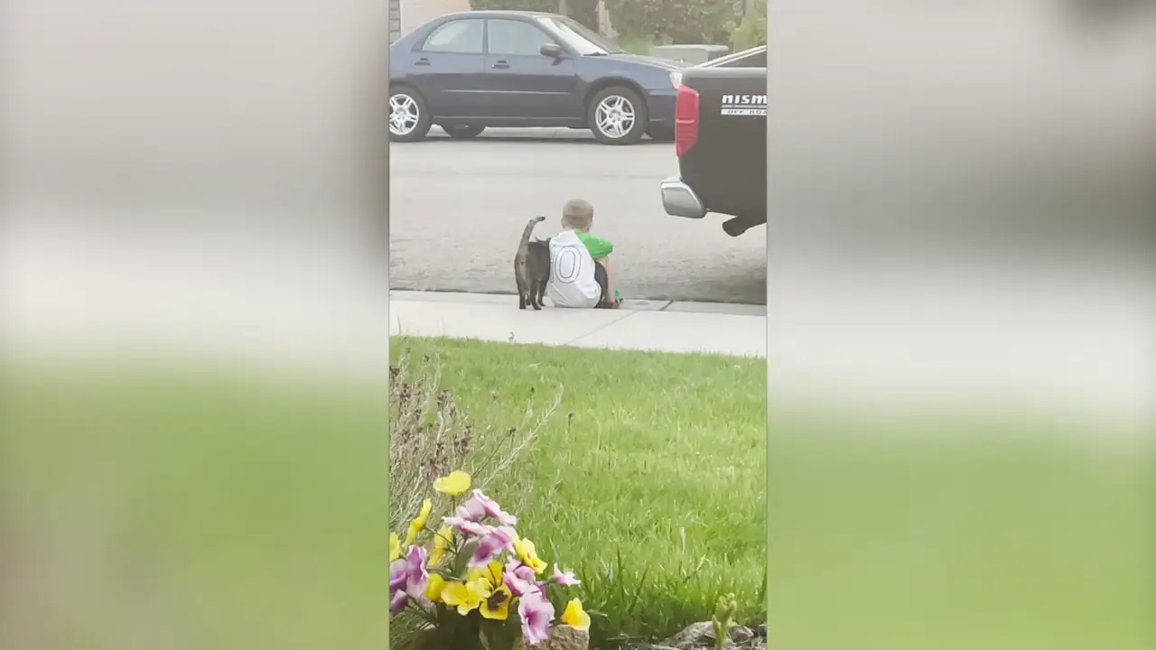 Un niño triste es consolado por la gata de su vecino