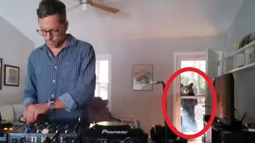 A DJ has captured the bizarre moment a wild black bear interrupts his at-home DJ set as the animal appears to listen to the music before trying to open the door. Jody Flemming, 50, was performing to a livestream at home in the mountains of Asheville, North Carolina, when a bear came sniffing around outside his door. The DJ continues to mix the decks unaware that a large bear is watching him, with just the door's thin fly screen separating them.
