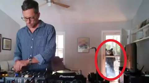 Un oso interrumpe el set de un DJ A DJ has captured the bizarre moment a wild black bear interrupts his at-home DJ set as the animal appears to listen to the music before trying to open the door. Jody Flemming, 50, was performing to a livestream at home in the mountains of Asheville, North Carolina, when a bear came sniffing around outside his door. The DJ continues to mix the decks unaware that a large bear is watching him, with just the door's thin fly screen separating them.