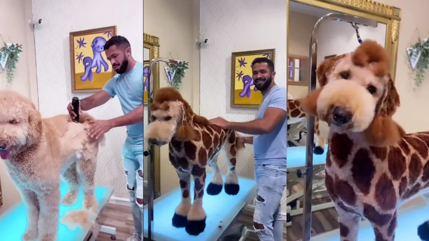 Peluquero transforma un perro en jirafa