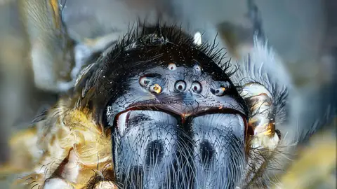 Una araña gigante Una araña gigante
