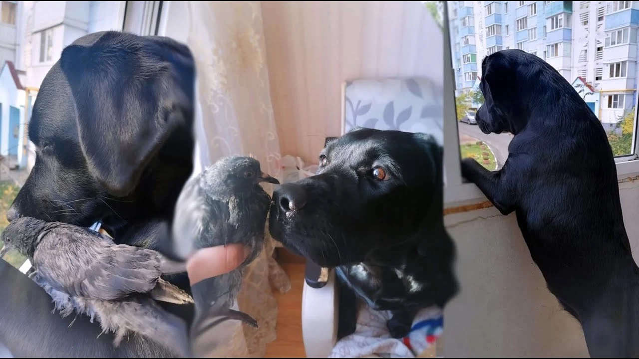 Un perro y un p&aacute;jaro abraz&aacute;ndose