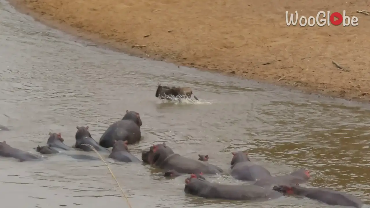 Una valiente cría de ñu escapa del feroz ataque de unos hipopótamos cabreados