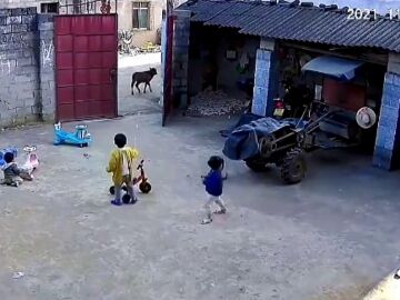 Un niño de seis años protege a sus hermanas de una vaca