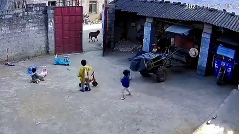 Un niño de seis años protege a sus hermanas de una vaca Un niño de seis años protege a sus hermanas de una vaca