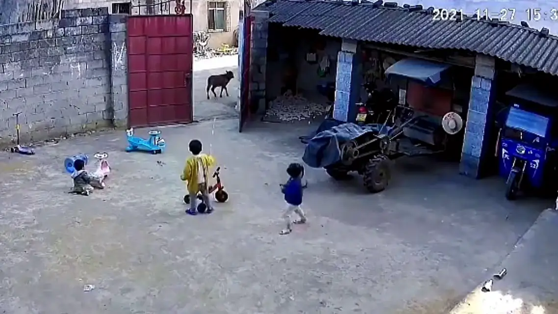 Un niño de seis años protege a sus hermanas de una vaca