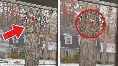 Ardilla trepando a un árbol Ardilla trepando a un árbol