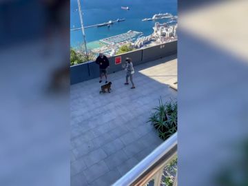 Un mono descarado arrebata el bolso de turista en Gibraltar