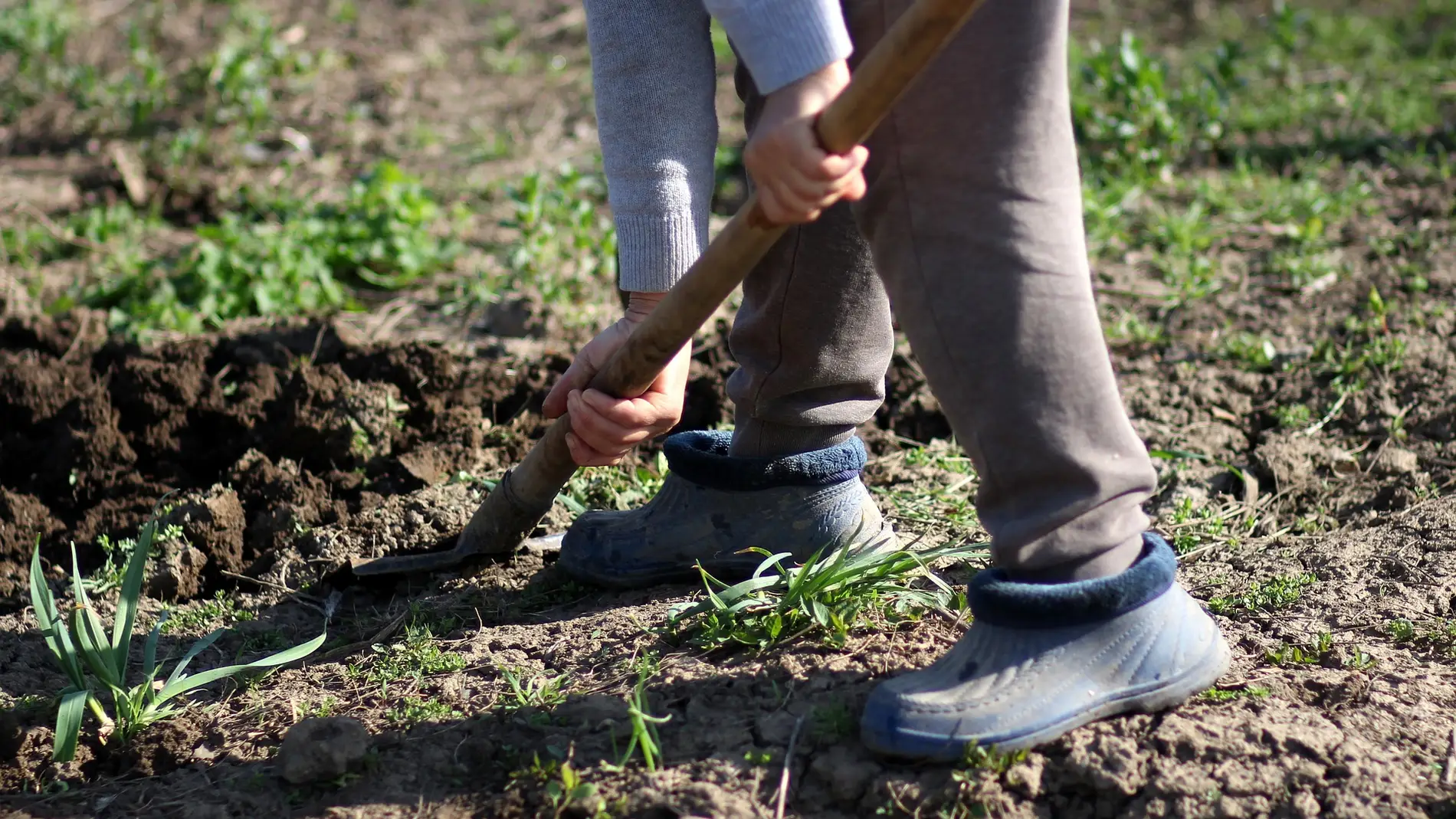 Agricultor excavando