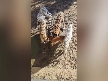 Graban a unas crias de tigre jugando con su madre, una perra labrador, en un zoo de China