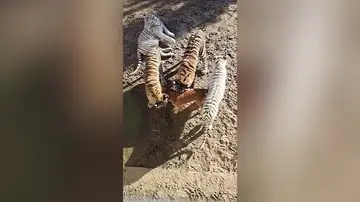Graban a unas crias de tigre jugando con su madre, una perra labrador, en un zoo de China