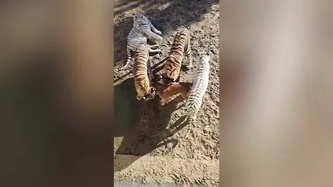 Graban a unas crias de tigre jugando con su madre, una perra labrador, en un zoo de China Graban a unas crias de tigre jugando con su madre, una perra labrador, en un zoo de China