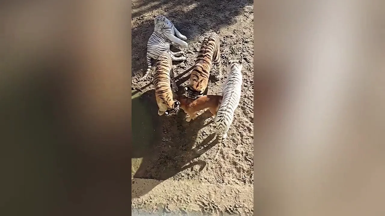 Graban a unas crias de tigre jugando con su madre, una perra labrador, en un zoo de China