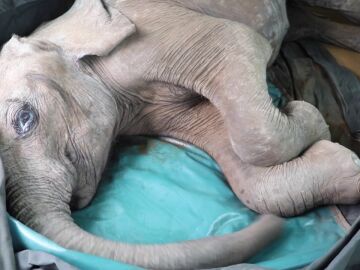 Rescatan a un bebé elefante en Kenia y su transformación es asombrosa