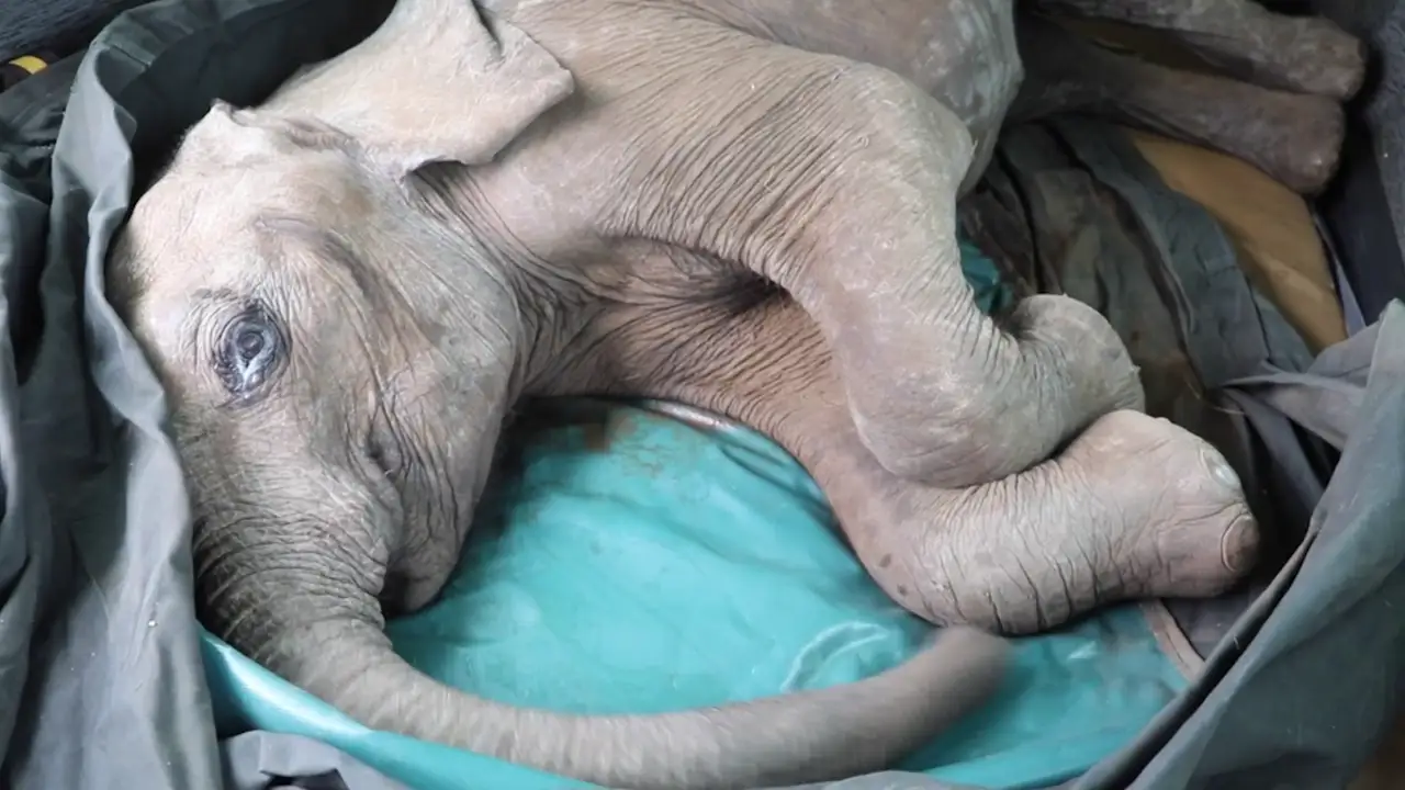 Rescatan a un bebé elefante en Kenia y su transformación es asombrosa