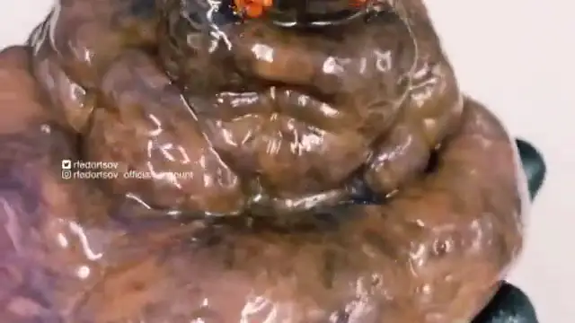 Un pescador ruso encuentra una extraña criatura marina parecida a la mandragora de Harry Potter