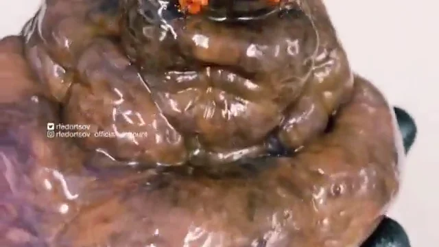 Un pescador ruso encuentra una extraña criatura marina parecida a la mandragora de Harry Potter