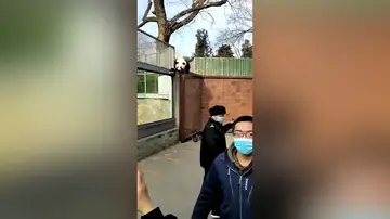 Increíble momento en que un oso panda escapa de su recinto en el zoo de Pekín