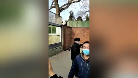 Increíble momento en que un oso panda escapa de su recinto en el zoo de Pekín Increíble momento en que un oso panda escapa de su recinto en el zoo de Pekín