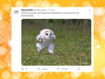 Twitter de @malacarasev