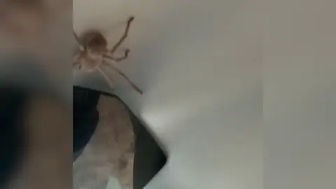 Un piloto logra aterrizar un avión en Australia con una gigantesca araña en el techo de la cabina Un piloto logra aterrizar un avión en Australia con una gigantesca araña en el techo de la cabina