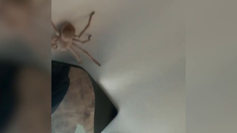 Un piloto logra aterrizar un avión en Australia con una gigantesca araña en el techo de la cabina