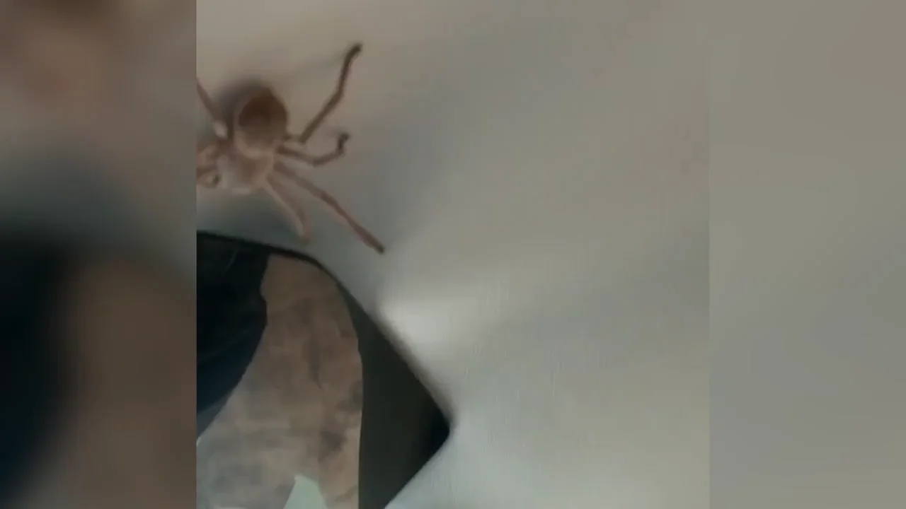 Un piloto logra aterrizar un avión en Australia con una gigantesca araña en el techo de la cabina