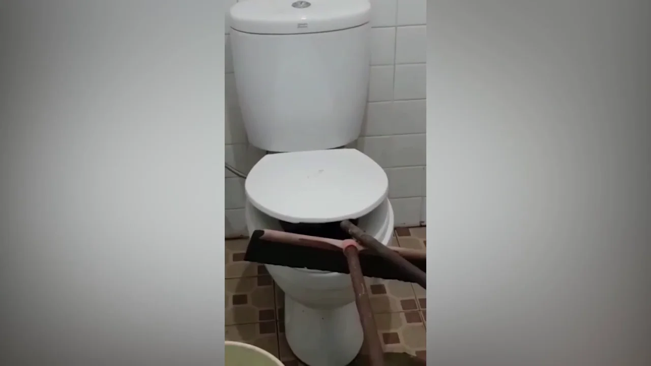 El aterrador momento en que encuentran una serpiente pitón gigante acurrucada en el baño de una familia