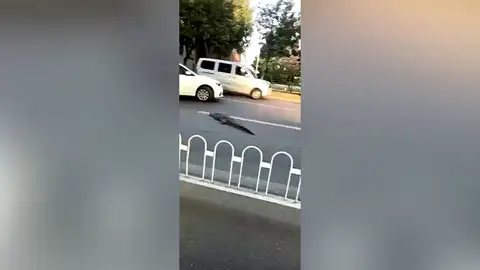 Graban a un cocodrilo atravesando una carretera en China Graban a un cocodrilo atravesando una carretera en China