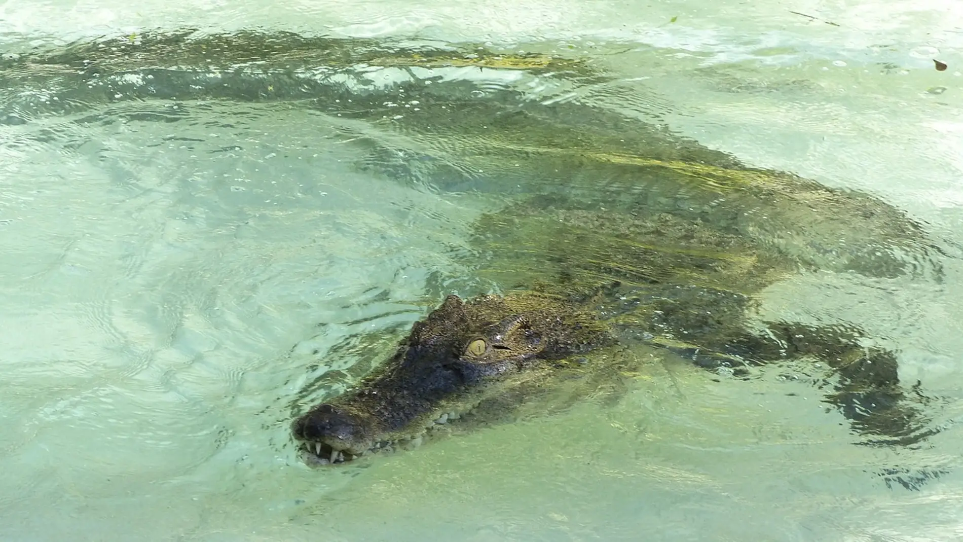 Cocodrilo de agua salada