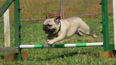 El “Perro Volador” viral en TikTok tras superar todos los obstáculos en una reunión Navideña El “Perro Volador” viral en TikTok tras superar todos los obstáculos en una reunión Navideña