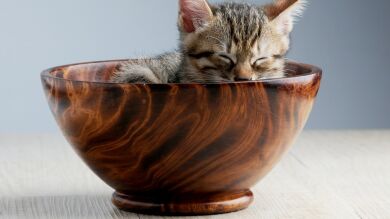 Un hombre descubre que el curioso motivo por el que sus gatos hacen que no funcione su internet